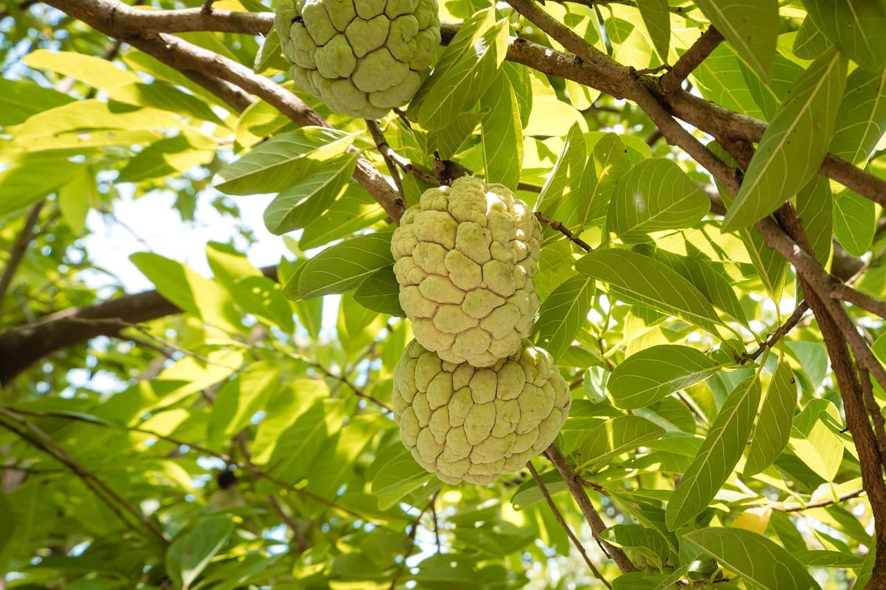 BHARAT FRUITS About Us