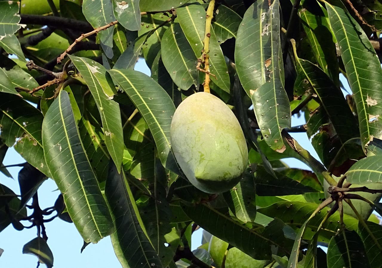 Thotapuri Mango Box